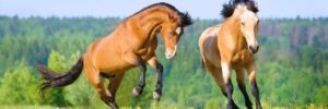 Two horses aggressively playing in a field together