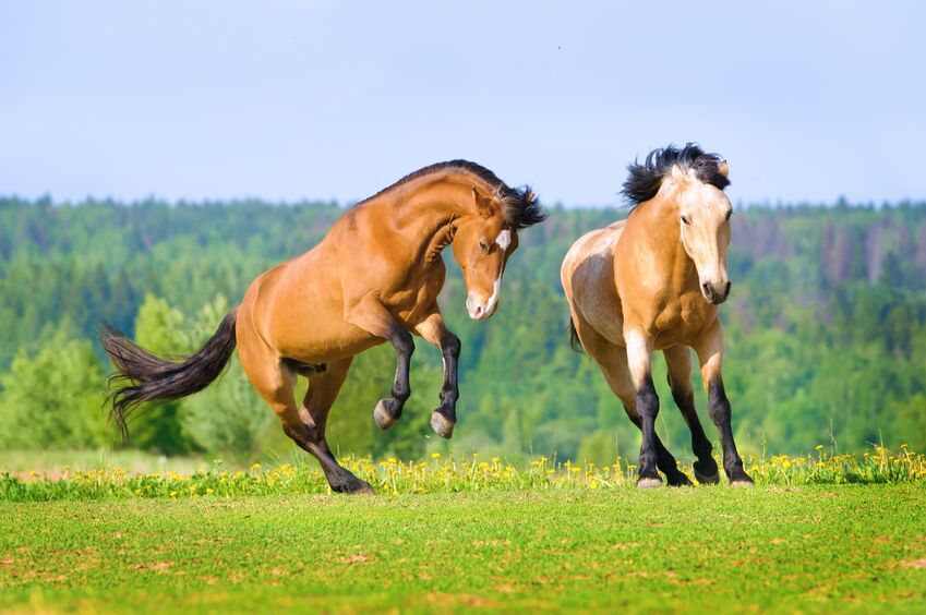 Two horses aggressively playing in a field together