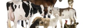 Group of Farm animals: horse, cow, pig, dog, hen, chick, rabbit, duck, turkey, donkey
