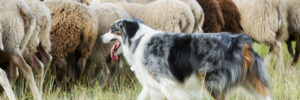Purebred border collie herding a flock of sheep on a summer day.