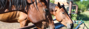 Chestnut horses drinking water outdoors on sunny day to stay hydrated.