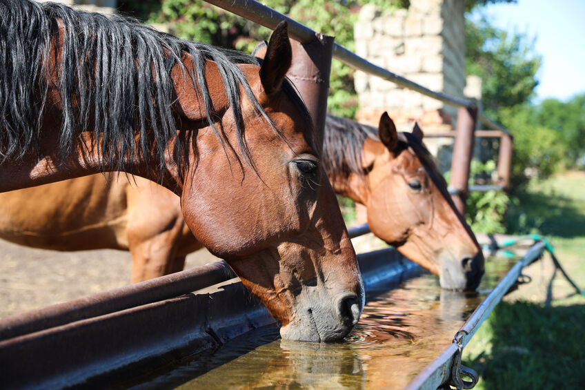 Chestnut horses drinking water outdoors on sunny day to stay hydrated.