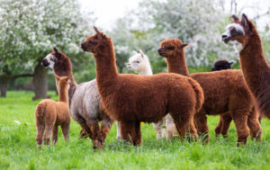 Alpaca herd on a spring meadow