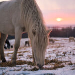 white horse grazing in the snowy meadow at sunrise
