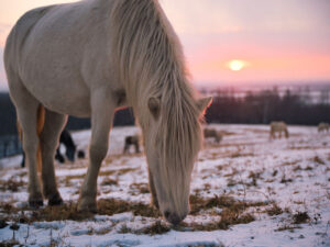 white horse grazing in the snowy meadow at sunrise