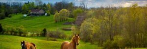 Horses on a pasture in Kentucky in the spring