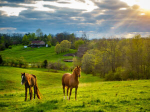 Horses on a pasture in Kentucky in the spring