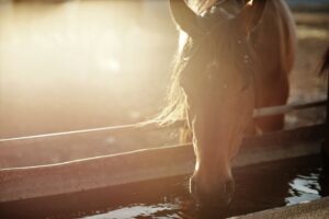 Portrait of a brown horse drinking water, hydrating for summer 