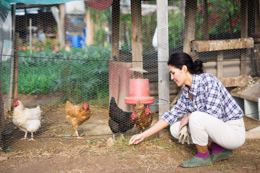 woman tending to her chickens ensuring there are no pests