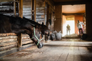people cleaning up horse barn to keep it well maintained while horses watch