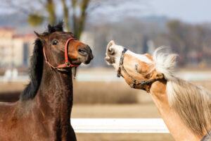 Horses playing in filed on a spring sunny day outdoor