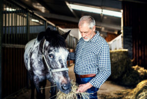 man feeding a senior horse hay in a stable