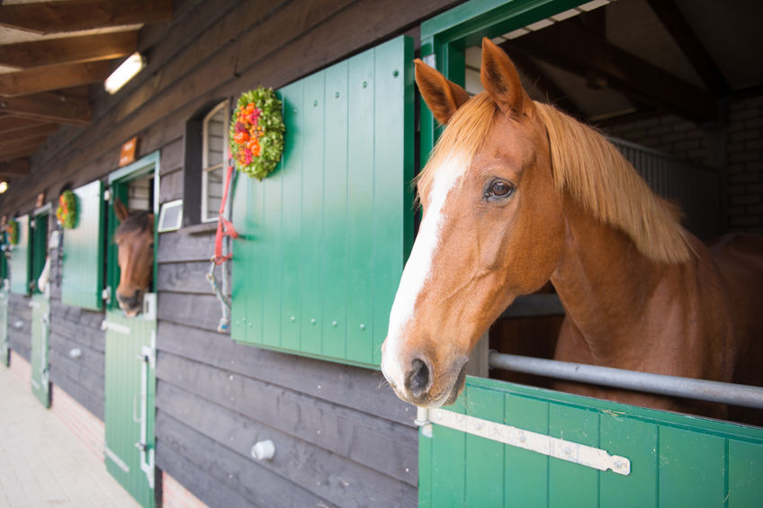 Row horses looking over the stable doors