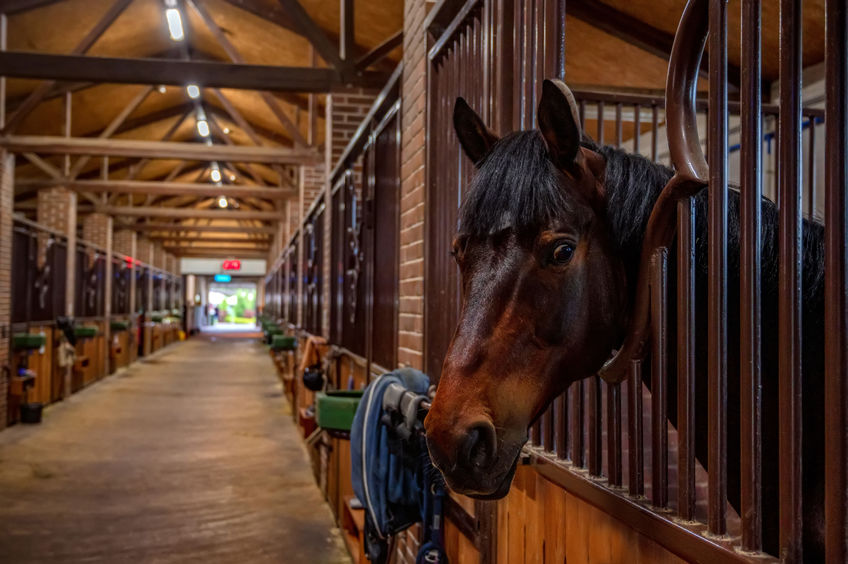 Beautiful horse portrait in warm light in stable