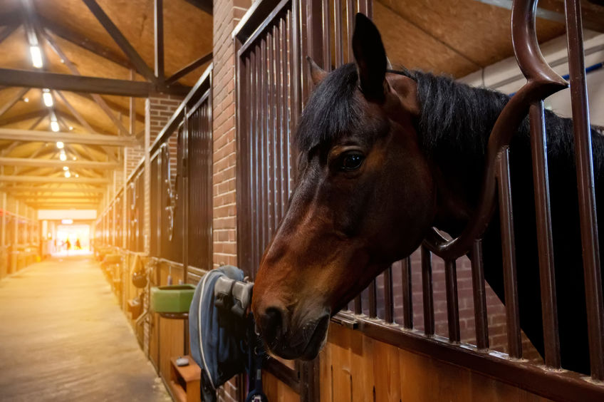 Close up horse head in stables