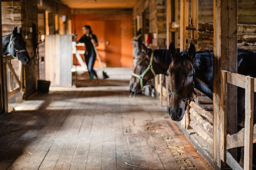 In the wooden stable, the horses stand in their stalls and wait to be fed.
