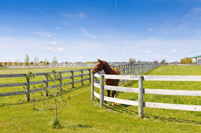 Horse overlooking white wooden fence
